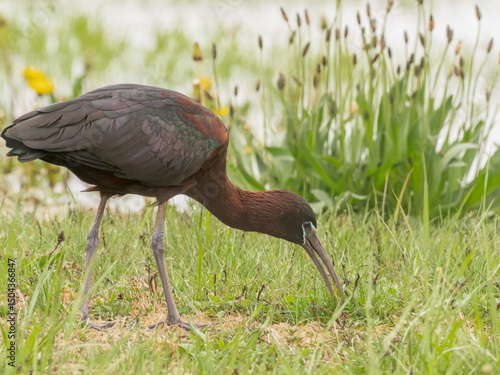 A Glossy Ibis actively probing for food in short grass