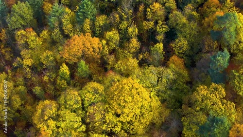Autumn trees in the black forest on a sunny fall morning in Germany