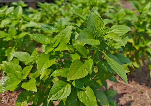 Wallpaper Mural Green basil in the garden Torontodigital.ca