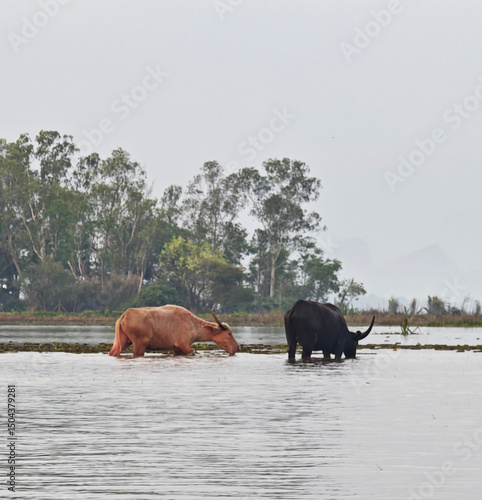 Buffalo eating grass in the water
