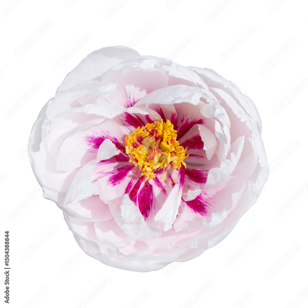 White tree peony flower with pink center isolated on transparent background. White tree peony flower with pink center isolated on transparent background.