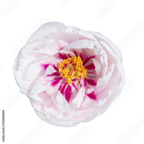 White tree peony flower with pink center isolated on transparent  background.