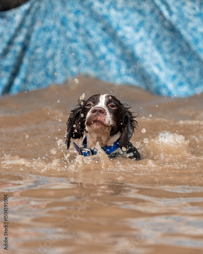 Obraz na płótnie Springer spaniel in the muddy water