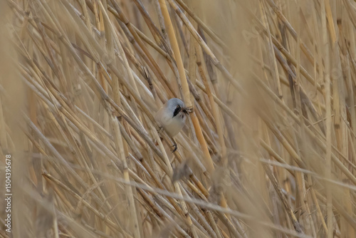beraded tit (panurus biarmicus), male - reedling