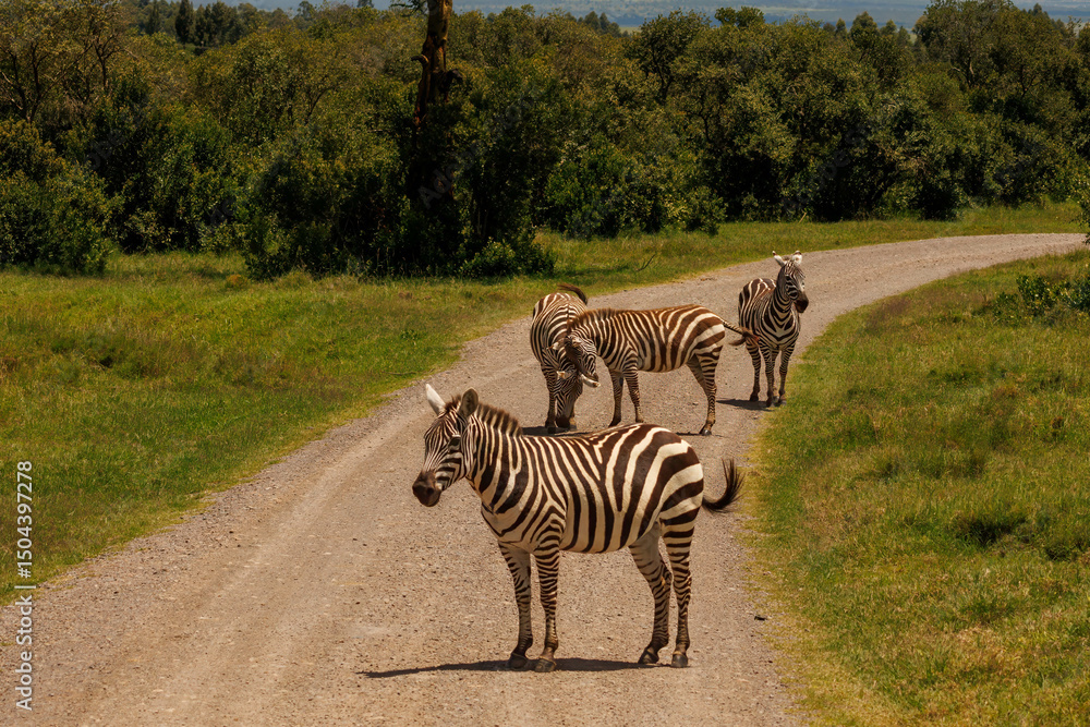 Naklejka premium Zebras in Kenya