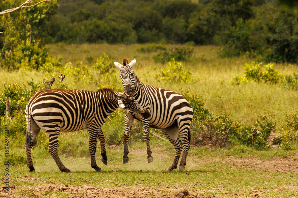 Obraz premium Zebras in Kenya