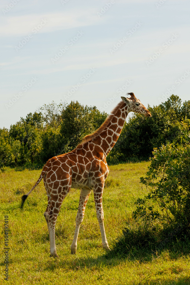 Fototapeta premium Giraffe eating in Kenya