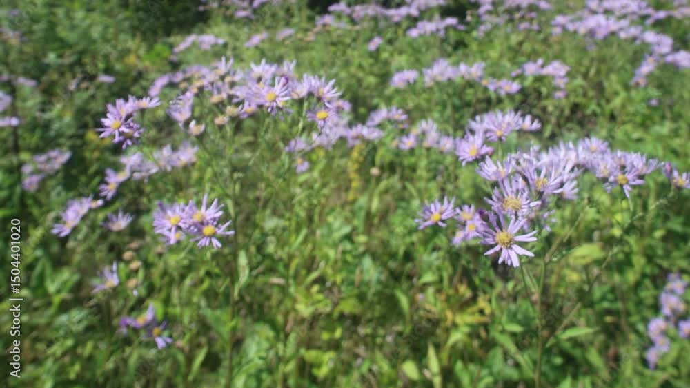 Probably Eastern starwort (Aster amellus ssp.) meadows on the slopes of the Sakhalin mountains, the coast of the Sea of Japan Probably Eastern starwort (Aster amellus ssp.) meadows on the slopes of the Sakhalin mountains, the coast of the Sea of Japan