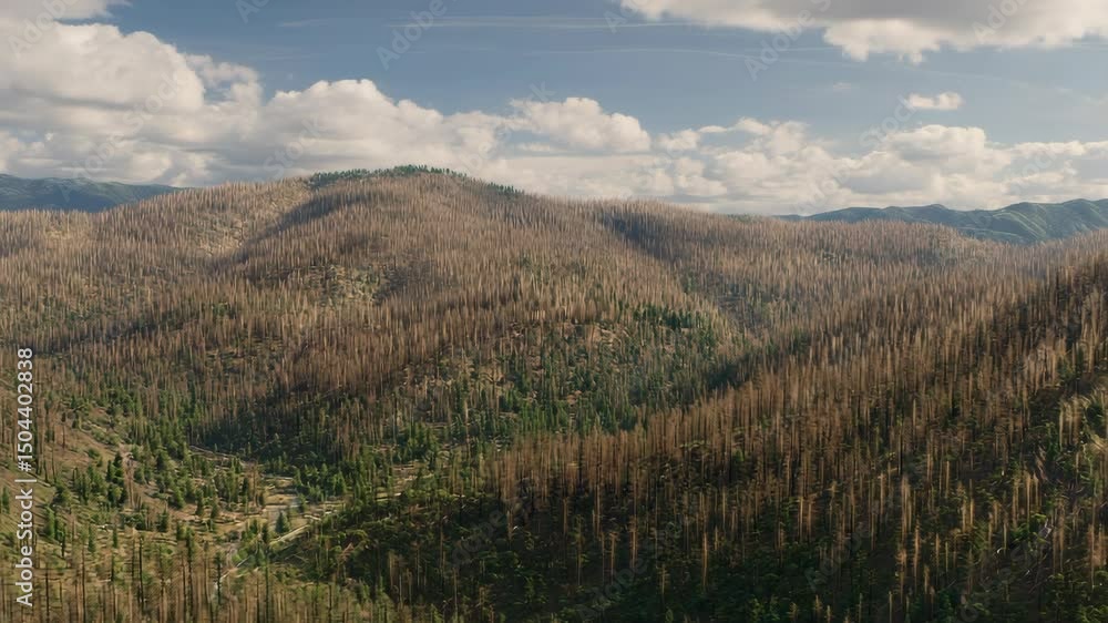 Mountainous terrain with a mix of dead and living trees. Mountainous terrain with a mix of dead and living trees.