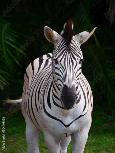 Zebra