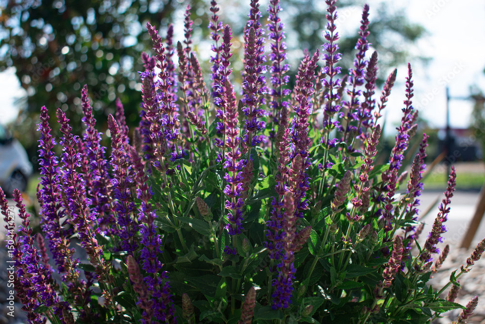 Obraz premium close-up of lush green foliage and delicate purple flowers evokes a sense of peace, vitality, and the thriving beauty of a flourishing garden. Ideal for gardening, wellness, or environmental campaigns