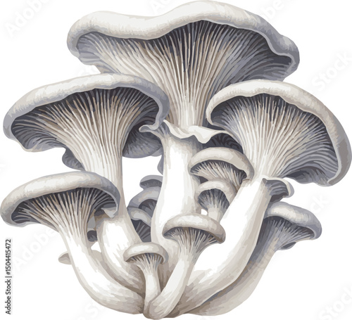 Vector watercolor painted illustration Pleurotus ostreatus
