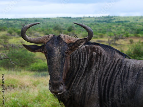 wildebeest in the wild