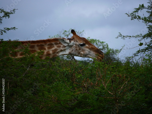 Giraffe In South Africa