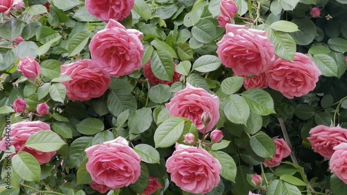 Soft pink roses  on a green bush in a garden. 