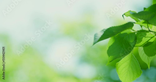 太陽の光が綺麗な新緑の木