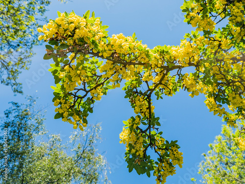 Papier peint Golden shower, Purging cassia, Indian laburnum, Kani konna, or Pudding-pipe tree