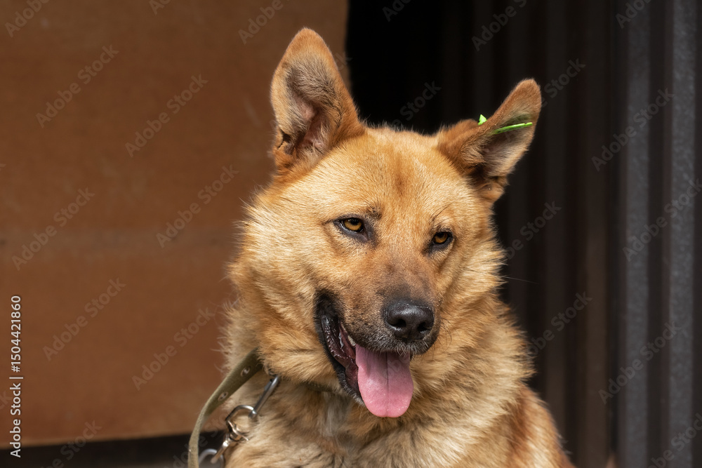 Big red dog on a chain.The concept of a sad and lonely animal. Big red dog on a chain.The concept of a sad and lonely animal.