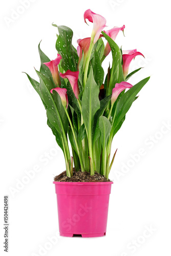 pink flowering zantedeschia rehmannii, also known as arum or calla lily, in pot isolated on white background