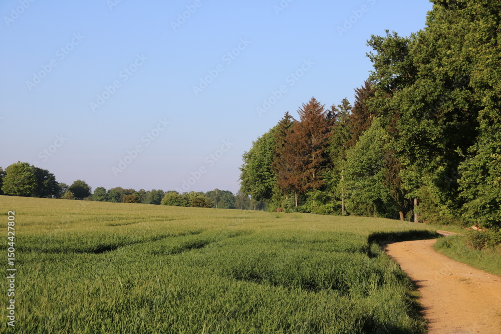 Fototapeta premium Landschaft mit Feldern, Wald, Wiese und Weg