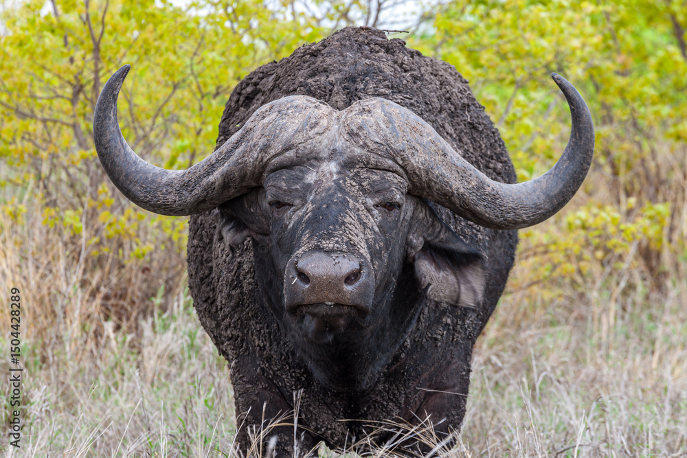 Obraz premium South Africa, Kruger National Park, African Buffalo (Syncerus caffer)