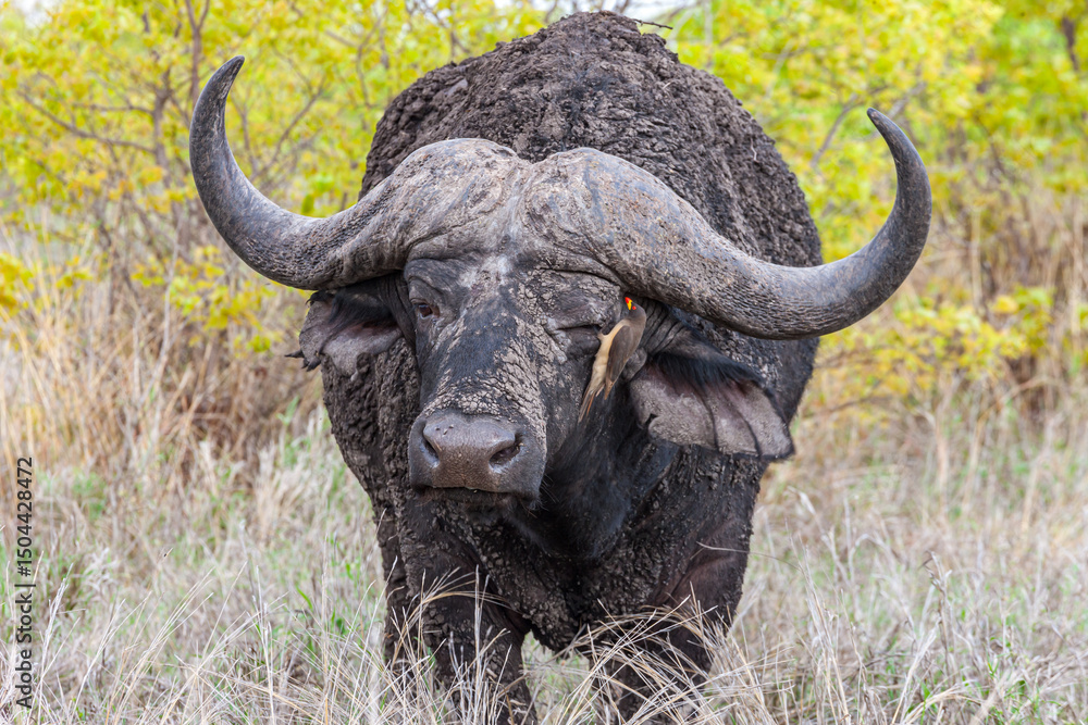 Fototapeta premium South Africa, Kruger National Park, Yellow-billed Oxpecker (Buphagus africanus) on African Buffalo (Syncerus caffer)