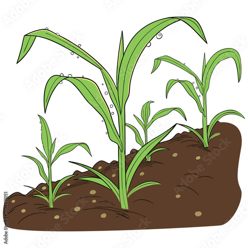 Maize seedlings silhouette,
