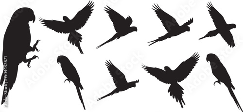 Parrot bird silhouette vector illustration