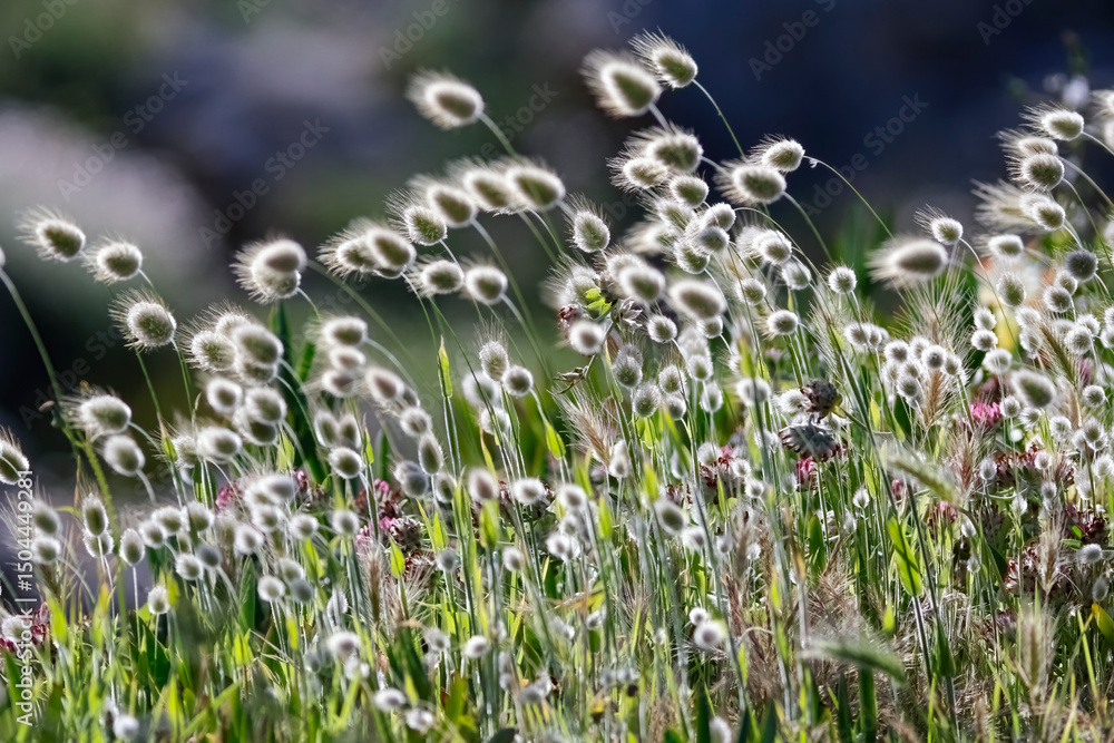 Fototapeta premium Hairy and fluffy wild plants