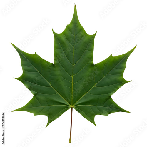 Fresh Green Maple Leaf Isolated on White Background – Nature, Autumn, Seasonal Design, Eco-Friendly, Botanical, Foliage, Plant, Close-Up, Vibrant Colors, Natural Element