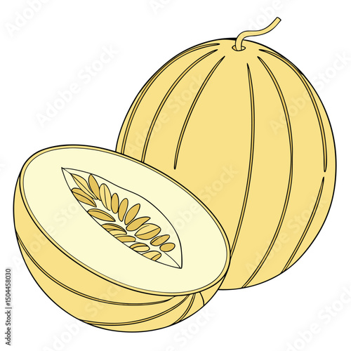 Canary melon vector on white background. Canary melon icon logo. Adobe Illustrator Artwork
