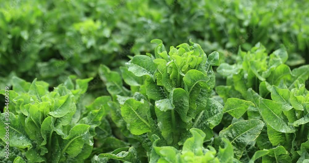 Green stem lettuce crops in garden Green stem lettuce crops in garden