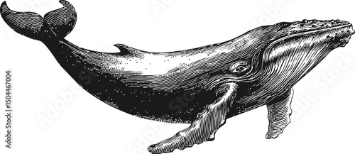 Detailed black and white illustration of a humpback whale swimming underwater. Vector illustration