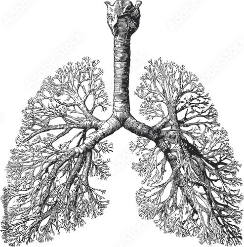 Detailed black and white anatomical drawing of human lungs with bronchi structure. Vector illustration