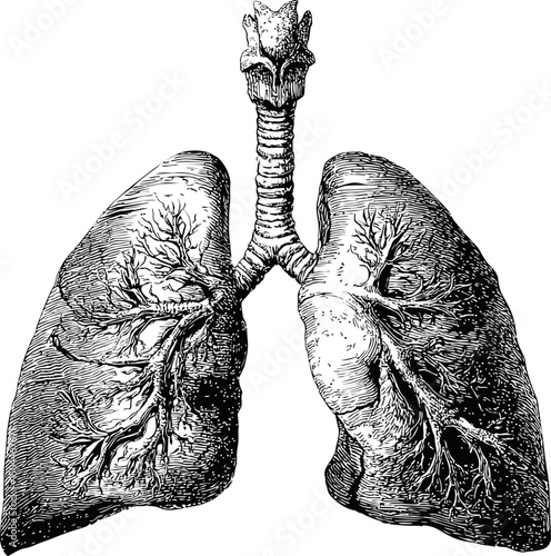 Detailed black and white anatomical drawing of human lungs showing bronchial details. Vector illustration