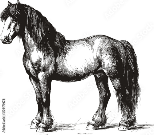 Detailed black and white illustration of a majestic horse with flowing mane. Vector illustration