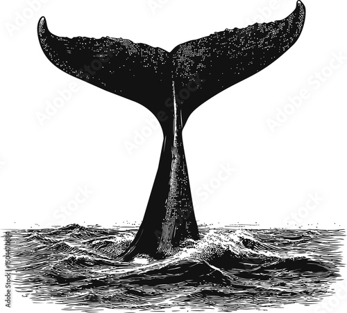 Illustration of a whale tail emerging from ocean waves in black and white. Vector illustration