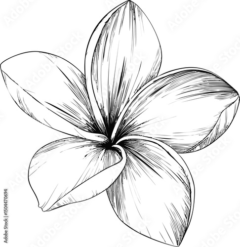 Black and white line drawing of a frangipani flower with detailed petals. Vector illustration