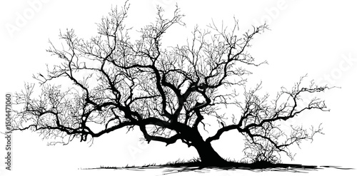 Silhouette of a barren tree with sprawling branches and no leaves in black and white. Vector illustration