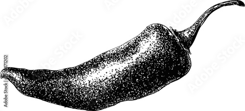 Black and white illustration of a jalapeno pepper, vintage food sketch. Vector illustration
