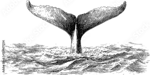 Black and white drawing of a whale tail emerging from the ocean waves, sea life illustration. Vector illustration