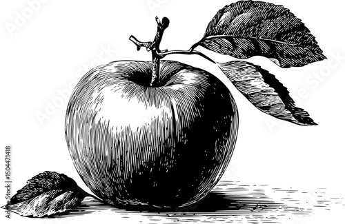 Black and white illustration of an apple with leaves on a branch, line art style. Vector illustration