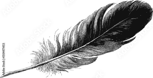 Detailed black and white illustration of a single bird feather, vintage style. Vector illustration
