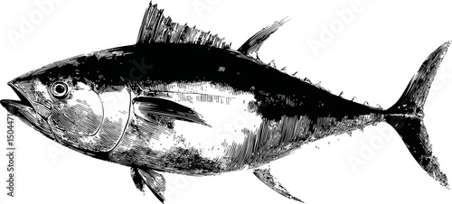 Detailed black and white sketch of a tuna fish, artistic line drawing. Vector illustration