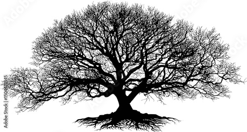 Silhouette of a large bare oak tree with intricate branches and roots. Vector illustration