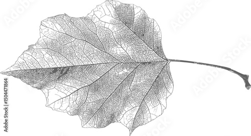 Detailed line art of a single leaf with intricate vein patterns. Vector illustration