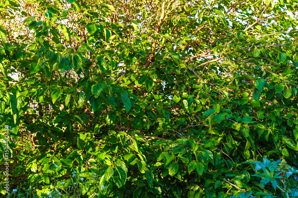 White Mulberries (Morus Alba) on a brench, Fresh white mulberry berries on tree., white mulberries with tree branches and green leaves, Wild white mulberry tree with branches full of fruits. White Mulberries (Morus Alba) on a brench, Fresh white mulberry berries on tree., white mulberries with tree branches and green leaves, Wild white mulberry tree with branches full of fruits.