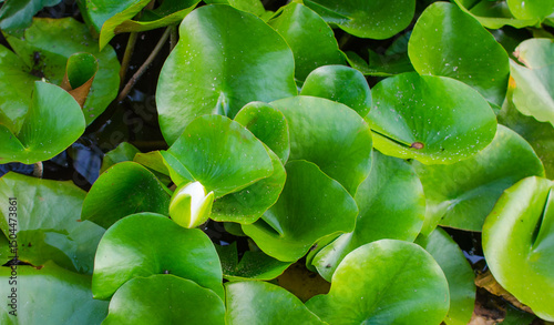Fotografie Bright green lily pads float on dark pond water with a single closed water lily