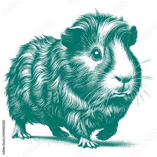 Abyssinian Guinea Pig vector