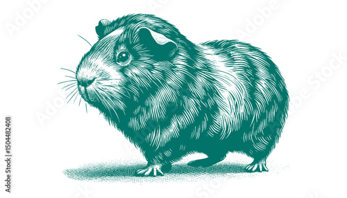 Abyssinian Guinea Pig vector
